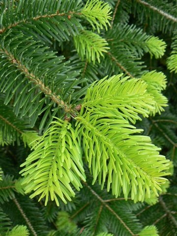 Abies Normanniana