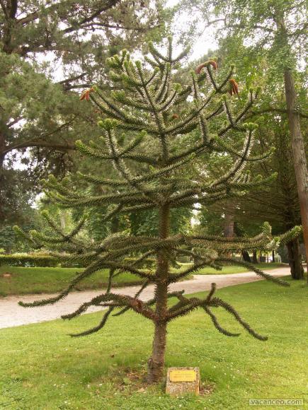 Araucaria