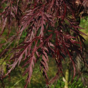 acer-dissectum-paul-garnet_2