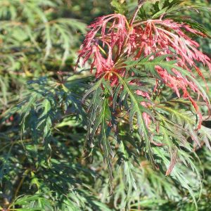 acer-dissectum-ornatum