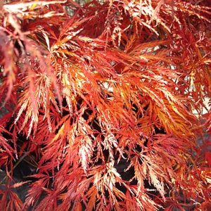 acer-dissectum-ornatum_2