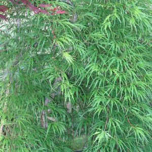 acer-dissectum-palmatifidum