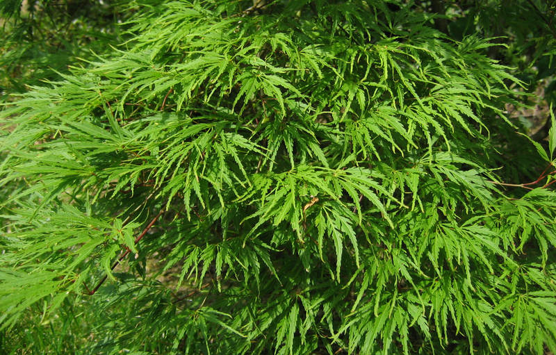 Acer dissectum 'Palmatifidum'