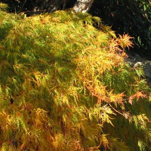 acer-dissectum-shinonome_2