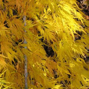 acer-dissectum-viridis_2