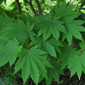 acer-japonicum-meigetsu_2