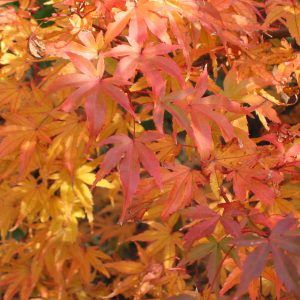 acer-palmatum-carminium
