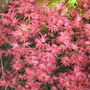 acer-palmatum-carminium_2
