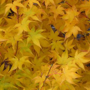 acer-palmatum-hogyoku_2