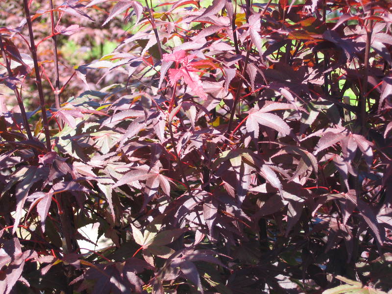 Acer palmatum 'Nuresagi'