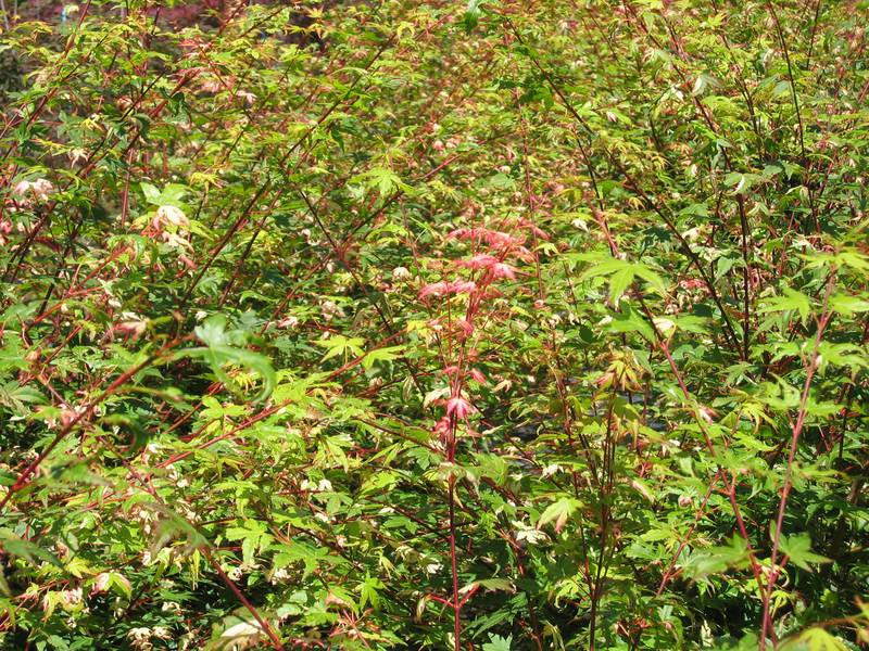 Acer palmatum 'Versicolor'