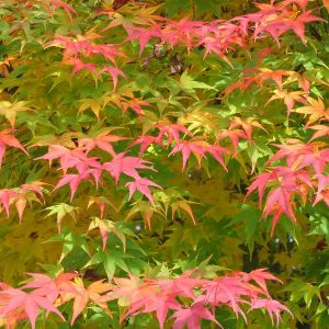acer-palmatum-type-2