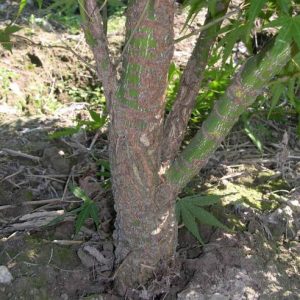 acer-palmatum-arakawa_3