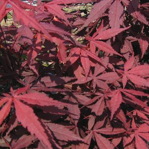 acer-palmatum-atropurpureum