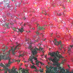 acer-palmatum-atropurpureum_2
