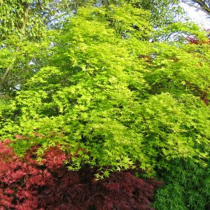 acer-palmatum-aureum