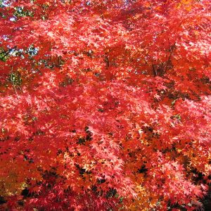 acer-palmatum-aureum_2