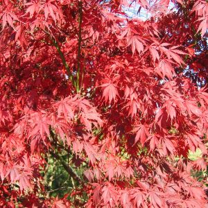 acer-palmatum-burgundy-lace_2