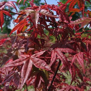 acer-palmatum-deshojo