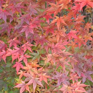acer-palmatum-deshojo_2