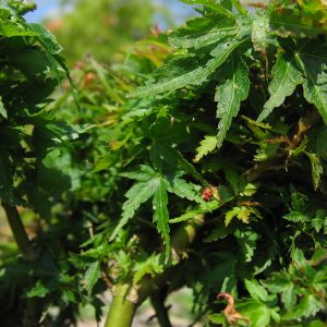 acer-palmatum-koto-hime_2