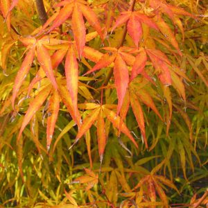 acer-palmatum-linearilobum