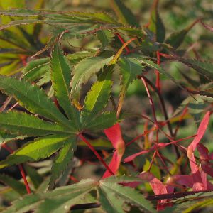 acer-palmatum-nicholsonii