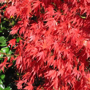 acer-palmatum-nicholsonii_2