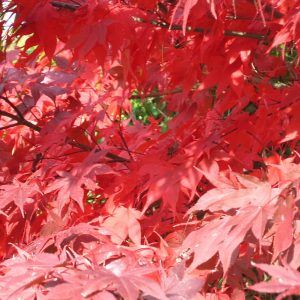 acer-palmatum-okagami_2