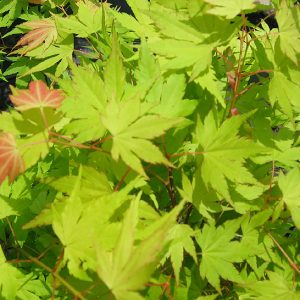 acer-palmatum-orange-dream_2