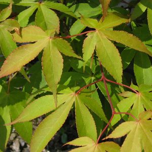acer-palmatum-osakazuki