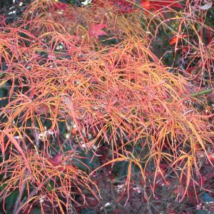 acer-palmatum-red-pygmy_2