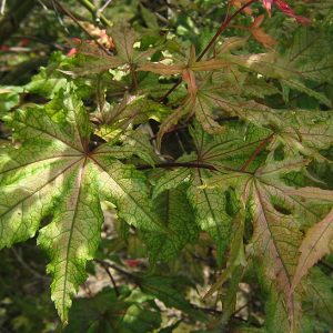 acer-palmatum-reticulatum-red-_2