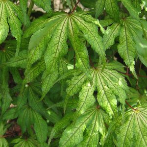 acer-palmatum-reticulatum-red-_3