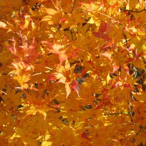 acer-palmatum-reticulatum_2