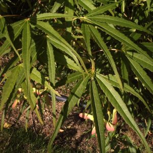 acer-palmatum-scolopendrifolium_2