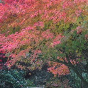 acer-palmatum-seiryu