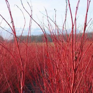 acer-palmatum-senkaki