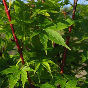 acer-palmatum-senkaki_3