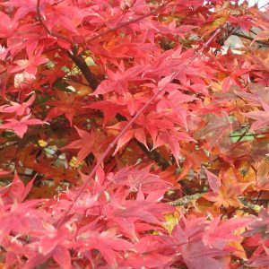 acer-palmatum-shin-deshojo