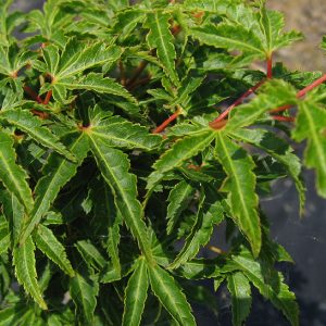 acer-palmatum-shishigashira_3