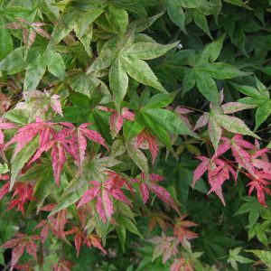 acer-palmatum-shishio-improved