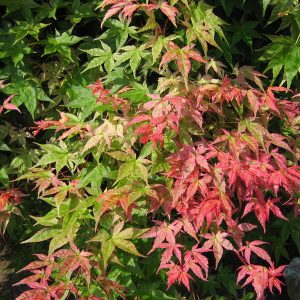 acer-palmatum-shishio-improved_2