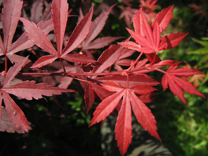 Acer palmatum 'Skeeter’s Broom'