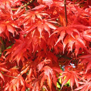 acer-palmatum-trompenburg
