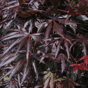 acer-palmatum-trompenburg_2
