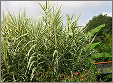 Arundo donax variegata
