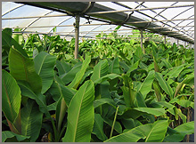 Autres plantes exotiques