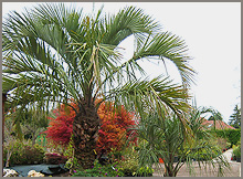 Butia capitata