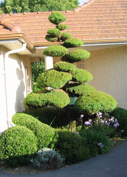 Cryptomeria